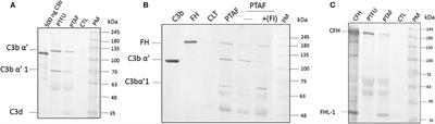 Local Activation of the Alternative Pathway of Complement System in Mycotic Keratitis Patient Tear